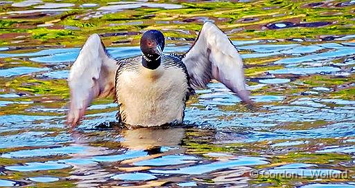 Loon Stretch_DSCF4149.jpg - Common Loon (Gavia immer) photographed along the Rideau Canal Waterway at Smiths Falls, Ontario, Canada.